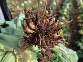 ¿Cómo evitar la diseminación de Hernia de las Coles y otros patógenos del suelo?