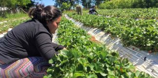 ¿Quiere saber cómo se proyecta esta temporada estival para el sector silvoagropecuario? ¡Participe en el próximo webinar de la RAN – Agromet!