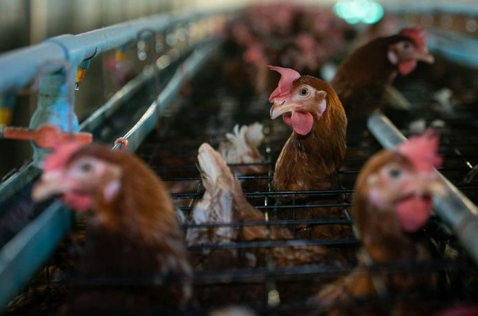Chile no es la excepción: Empresas en Latinoamérica deben acelerar su compromiso con los animales