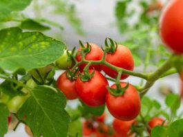 España | El freno a las exportaciones marroquíes de tomate dispara precios