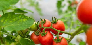 Científicos chilenos y guatemaltecos descubren que bacterias beneficiosas pueden reducir el uso de fertilizantes y aumentar la producción de tomates