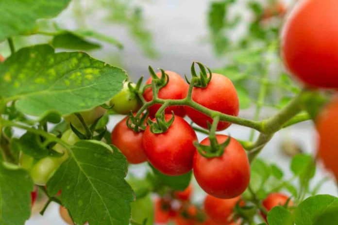Científicos chilenos y guatemaltecos descubren que bacterias beneficiosas pueden reducir el uso de fertilizantes y aumentar la producción de tomates