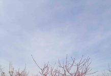 Ciren y Odepa lanzan Catastros Frutícolas en las regiones de Coquimbo, Atacama y O´Higgins