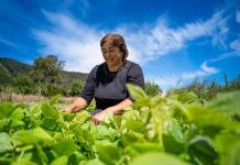 Pequeños agricultores podrán aumentar sus ventas de alimentos directamente al Estado