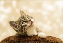 Claves para mantener a tu gato hidratado en época de calor 