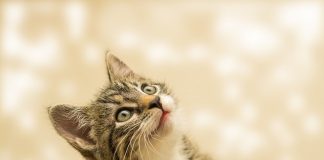 Claves para mantener a tu gato hidratado en época de calor 