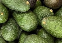 Grupo Hijuelas se une a la plataforma Green Motion Avocados