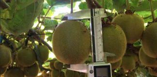 COMITÉ DEL KIWI DE FRUTAS DE CHILE PREPARA LA IMPLEMENTACIÓN DE NUEVA HERRAMIENTA DE APOYO PARA LA ESTIMACIÓN DEL CALIBRE DEL KIWI