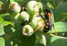 INIA busca revolucionar el control natural de plagas agrícolas y forestales mediante uso de Ecología Química