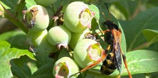 INIA busca revolucionar el control natural de plagas agrícolas y forestales mediante uso de Ecología Química