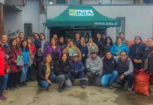 INIA, resguarda semilla de papas en las comunidades de pueblos originarios de Magallanes producida en el semillero más austral de Chile.