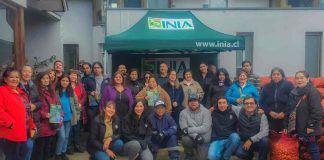 INIA, resguarda semilla de papas en las comunidades de pueblos originarios de Magallanes producida en el semillero más austral de Chile.