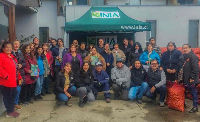 INIA, resguarda semilla de papas en las comunidades de pueblos originarios de Magallanes producida en el semillero más austral de Chile.