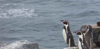 Inédita investigación en huesos y garras de pingüinos Humboldt es realizada por investigadores UdeC en colaboración con expertos de Purdue y Harvard University