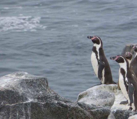 Inédita investigación en huesos y garras de pingüinos Humboldt es realizada por investigadores UdeC en colaboración con expertos de Purdue y Harvard University