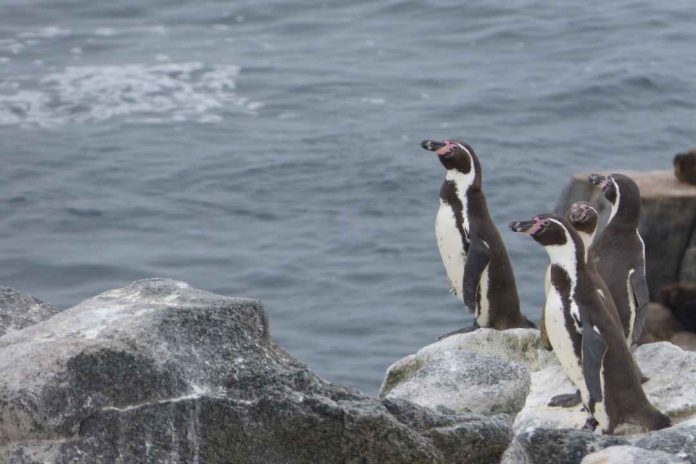 Inédita investigación en huesos y garras de pingüinos Humboldt es realizada por investigadores UdeC en colaboración con expertos de Purdue y Harvard University