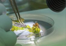 Innovación en Propagación de Paltos: Entrevista sobre tecnología de Universidad de Queensland licenciada a Grupo Hijuelas