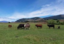 Investigadores UdeC difunden alcances de la investigación que busca desarrollar una vacuna multivalente para el virus de la diarrea viral bovina