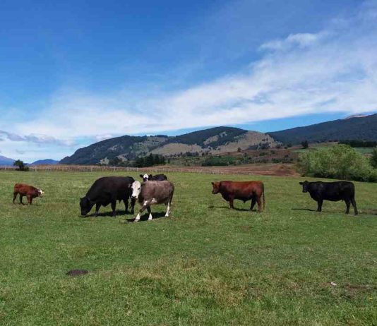 Investigadores UdeC difunden alcances de la investigación que busca desarrollar una vacuna multivalente para el virus de la diarrea viral bovina