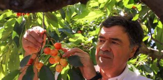 Ministro Valenzuela junto a su par vietnamita Le Minh Hoan visitan packing y plantaciones de cerezas en la región de O´Higgins