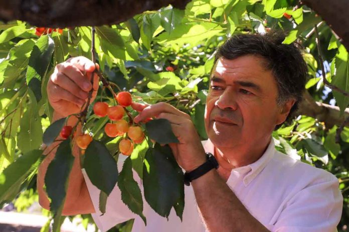 Ministro Valenzuela junto a su par vietnamita Le Minh Hoan visitan packing y plantaciones de cerezas en la región de O´Higgins
