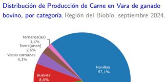 Producción de carne en vara de ganado bovino de la Región del Biobío presentó un incremento interanual de 32,7%