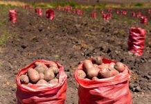 Productores de papa visitan Lo Valledor para fortalecer su inserción comercial