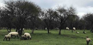 Promueven uso de la economía agraria en prácticas agropecuarias en Yumbel  