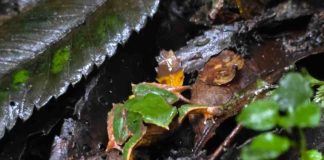 CONAF y Fundación Fungi realizan importante hallazgo de ranita de Darwin en sector ventisquero del Parque Nacional Queulat