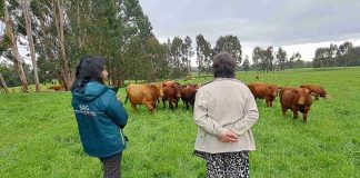 SAG hace positivo balance de la prescripción electrónica de antibióticos para animales en Chile