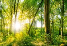 Valmet avanza en programa de I+D para acelerar la transición ecológica global
