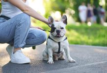 La importancia de desparasitar a mascotas en verano para prevenir graves riesgos a su salud