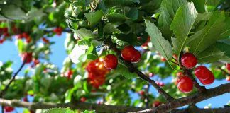Agronomía UdeC y Olivos riego liberan manual para optimizar el riego en huertos de cerezo