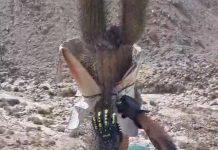 CONAF Arica Fiscalización forestal identificó situación crítica de cactus candelabro