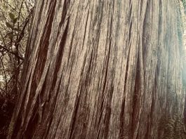 CONAF confirmó presencia más austral de araucarias