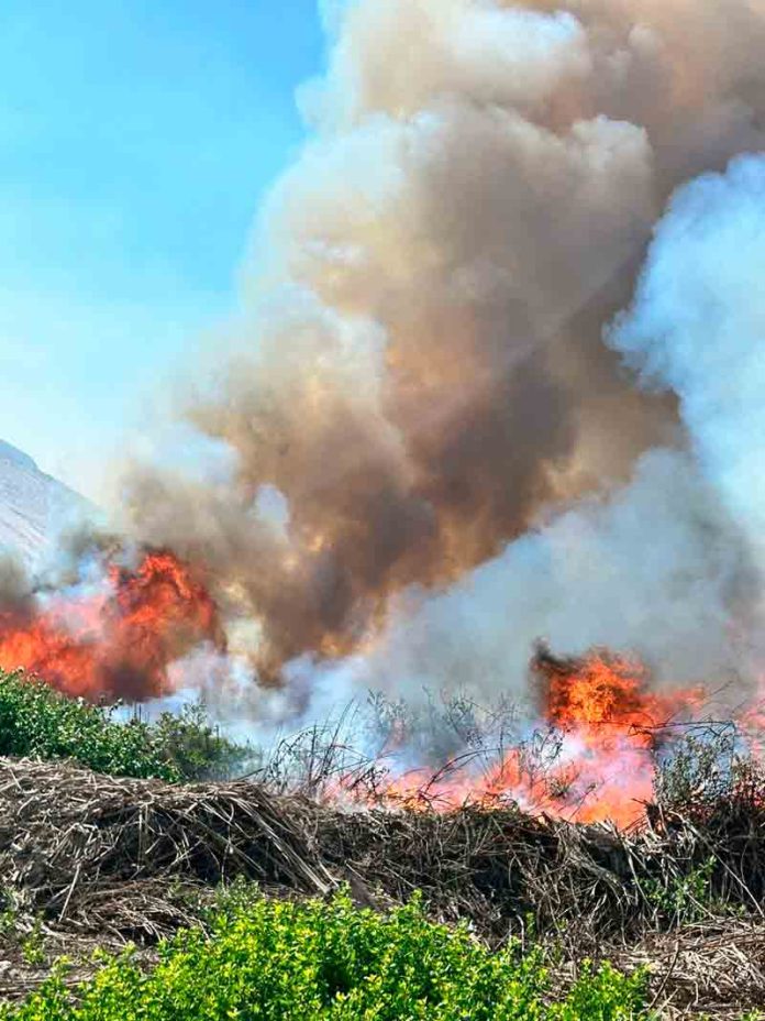 CONAF logró históricas acciones judiciales por destrucción de 0bosque nativo en el Valle de LLuta    