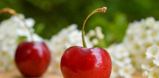 “Cereza, carozo y arándano”: agricultores auguran un 20% más de producción para la temporada