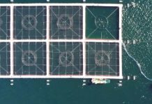 Chile lidera el futuro La acuicultura en zonas de alta energía ya es realidad