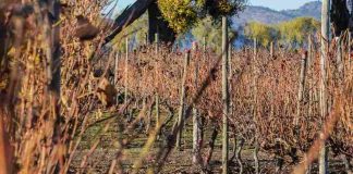 ¿Cómo afecta el cambio climático al vino chileno?