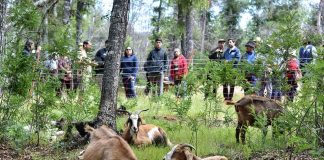 Con pastoreo caprino: agricultores del Biobío se instruyeron en prevención de incendios