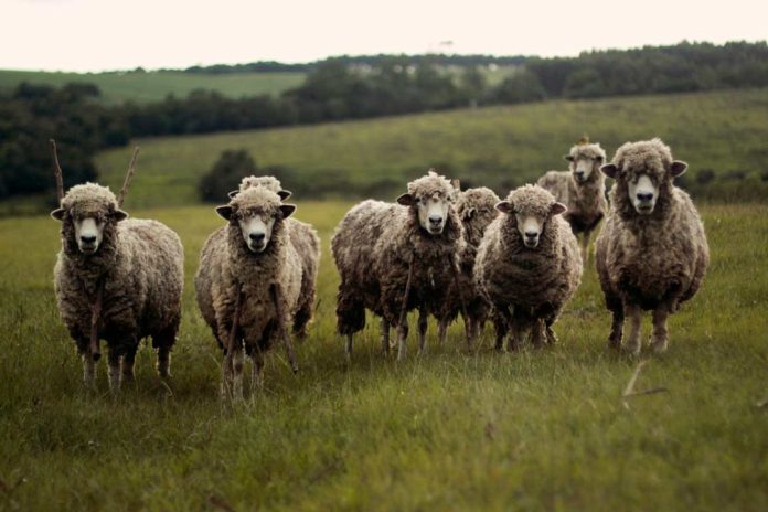 Día internacional de los derechos de los animales