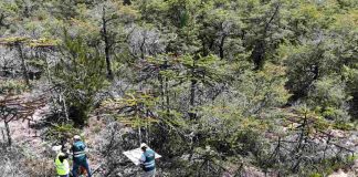 El longevo bosque de araucarias “enanas” en Nahuelbuta: un tesoro bajo vigilancia del SAG