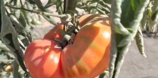 Estudio chileno revela rasgos clave para la adaptación al cambio climático en variedades tradicionales de tomate