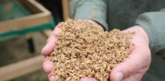 FIA e INIA impulsan la transformación de residuos cerveceros en alimento ganadero sostenible en Aysén