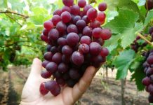 Fedefruta: Nuestro foco es contribuir a la formalidad laboral de extranjeros en la fruticultura
