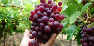 Fedefruta: Nuestro foco es contribuir a la formalidad laboral de extranjeros en la fruticultura