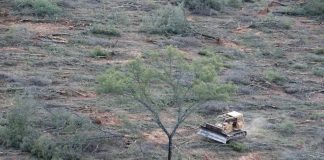 Greenpeace: las acciones más impactantes en Chile y el mundo este 2024