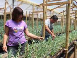 Hidroponía en flores de corte es una opción sustentable en territorios con escasez de agua Hidroponía en flores de corte es una opción sustentable en territorios con escasez de agua