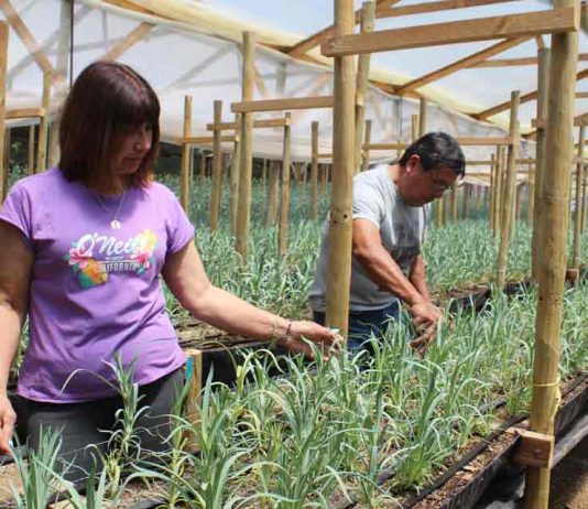 Hidroponía en flores de corte es una opción sustentable en territorios con escasez de agua
