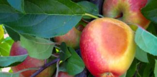 INIA entrega estrategias para proteger cultivos frutales ante las altas temperaturas en Ñuble